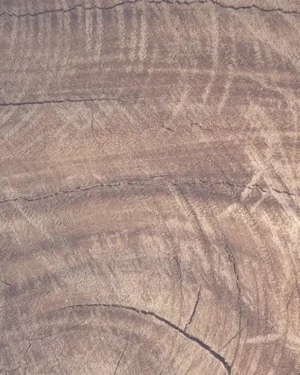 Les parfums boisés pour hommes