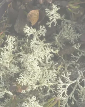 Les parfums chyprés pour hommes